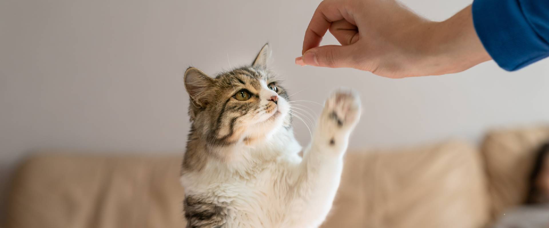 Is it bad for hotsell cats to eat cheese